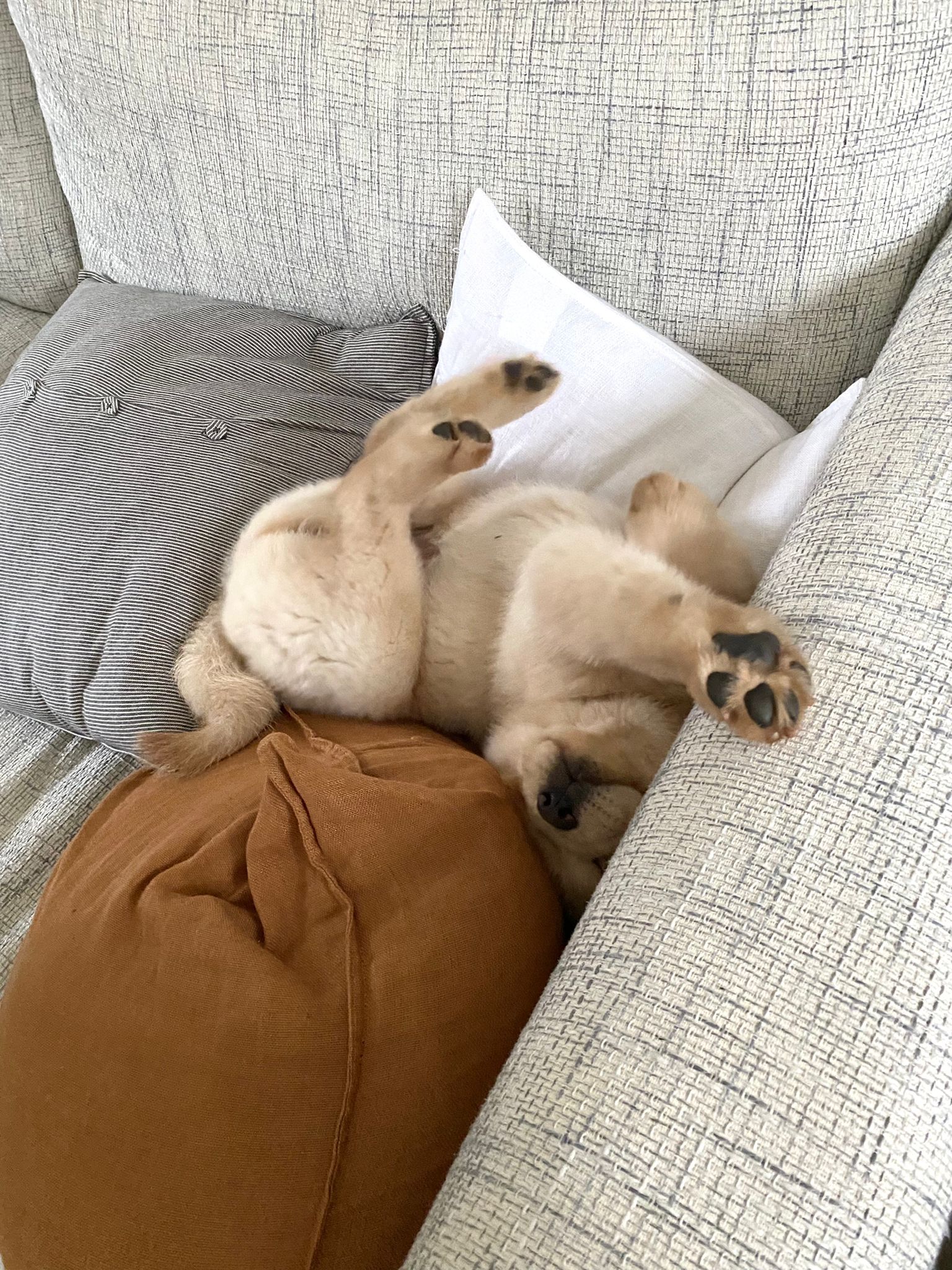 Small blonde puppy playing on its back in the corner of the sofa with paw extended.