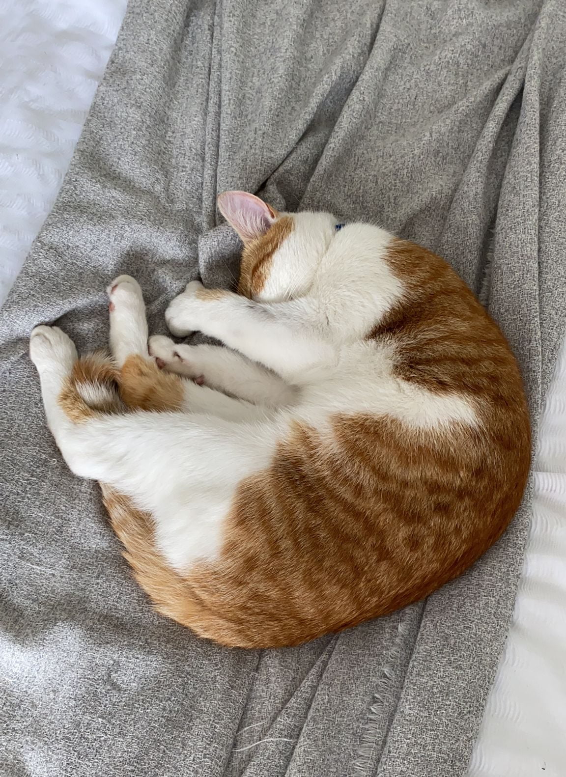 Ollie the cat curled in a ball asleep on grey throw