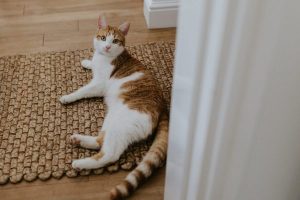 Orange and white cat laying on rug