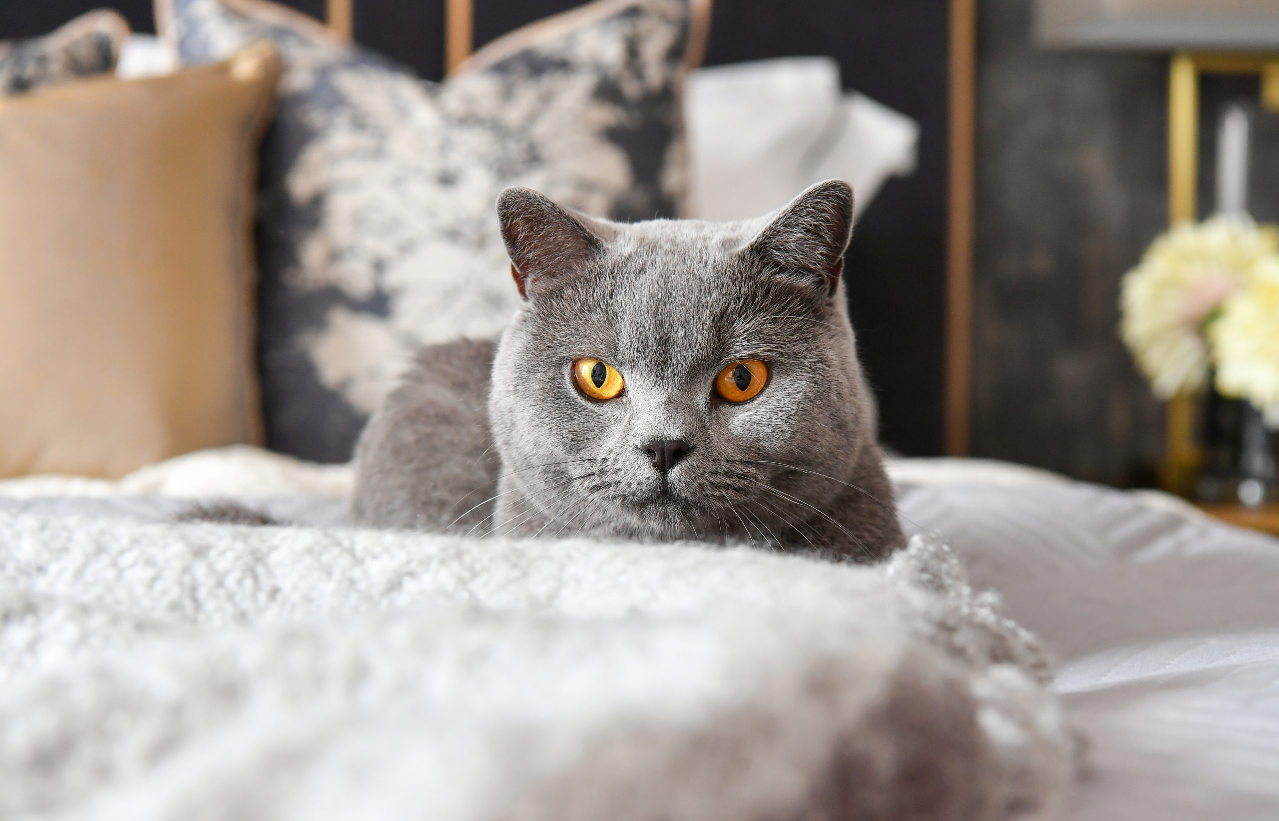 British Shorthair cat with piercing orange eyes on wool throw