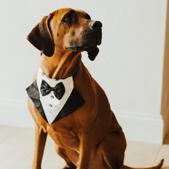 Shumba the dog in a tuxedo